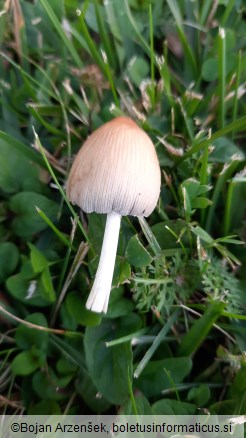 Coprinellus micaceus