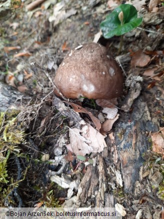 Pluteus cervinus