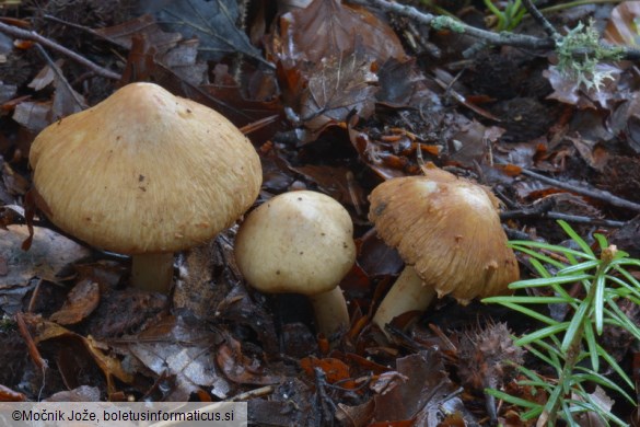 Inocybe pyriodora