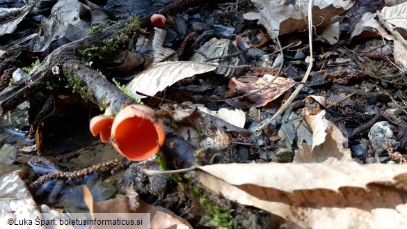 Sarcoscypha austriaca