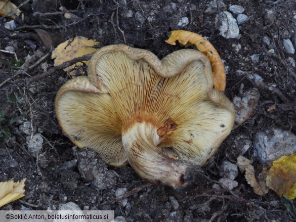 Paxillus involutus