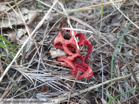 Clathrus ruber