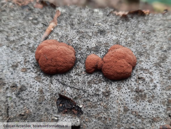 Hypoxylon fragiforme