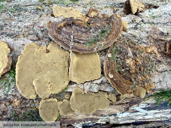 Phellinopsis conchata