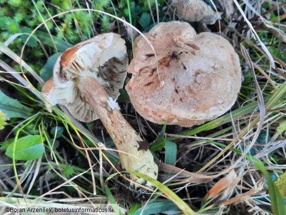 Tricholoma bufonium