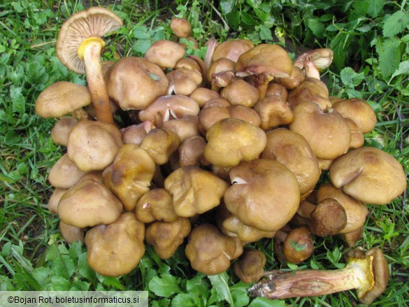 Armillaria gallica