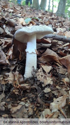 Amanita excelsa