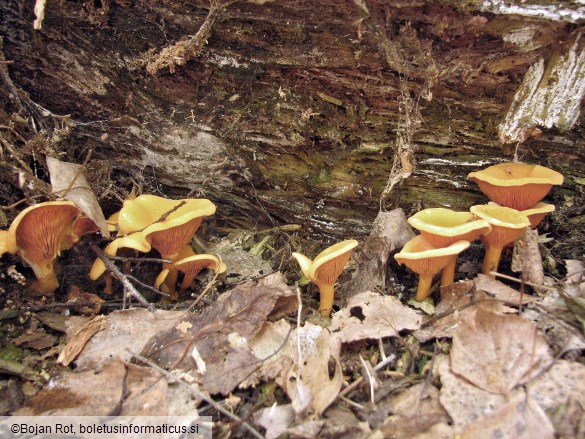 Hygrophoropsis aurantiaca