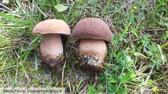 Boletus reticulatus