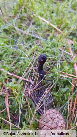 Tolypocladium ophioglossoides