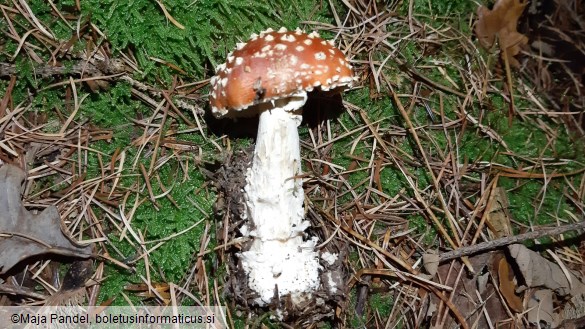 Amanita muscaria