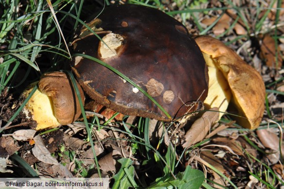 Leccinum lepidum