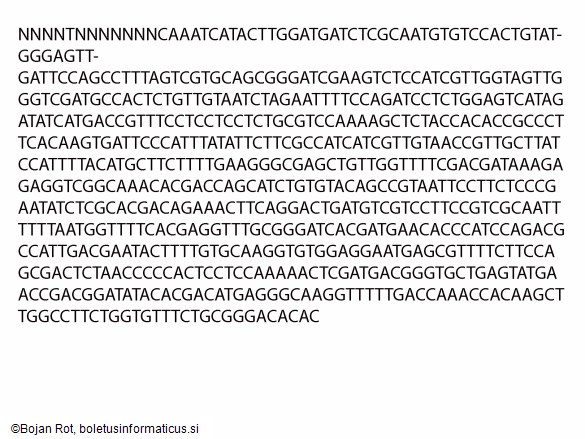 Lyophyllum fibrosipes