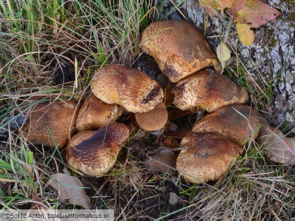 Pholiota squarrosa