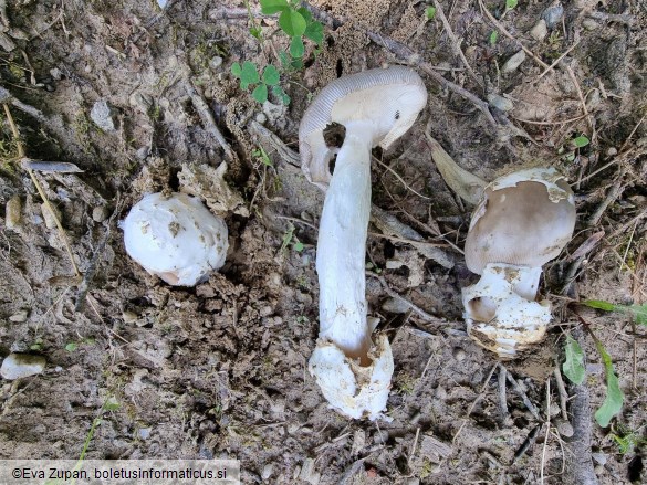 Amanita amplivelata