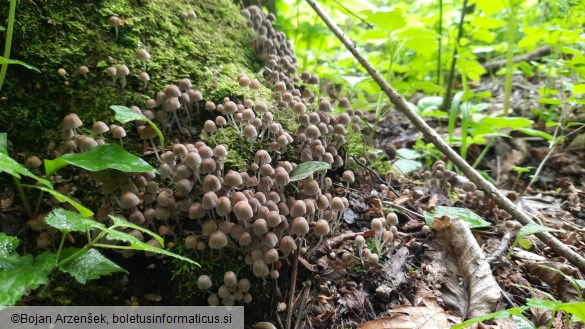 Coprinellus disseminatus