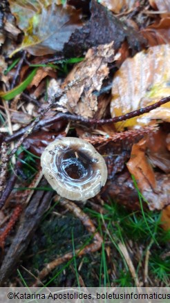 Hygrophorus olivaceoalbus