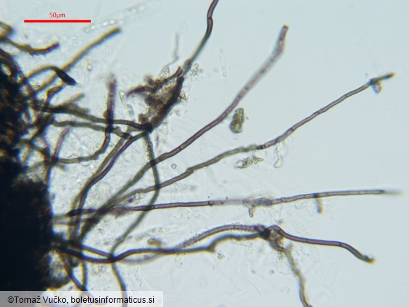 Lentomitella crinigera