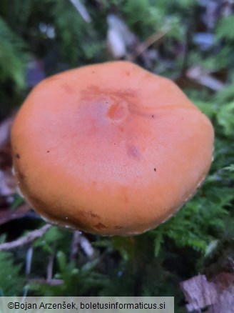 Pholiota astragalina