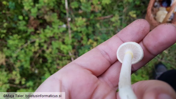 Hygrophorus chrysodon