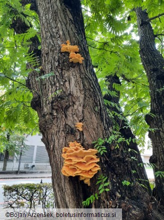 Laetiporus sulphureus