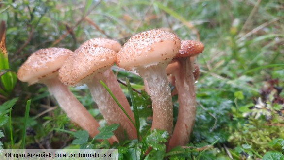 Armillaria ostoyae