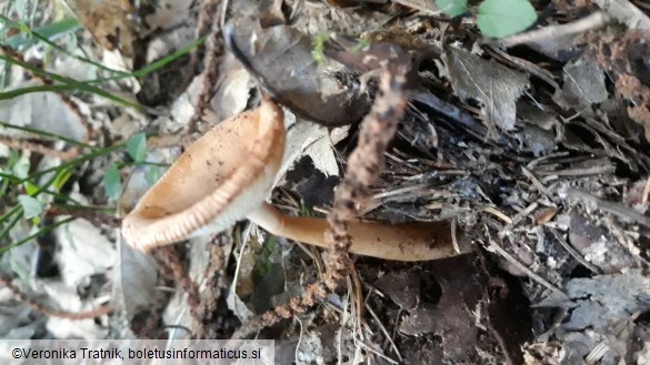 Amanita fulva