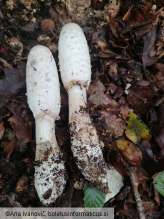 Coprinus comatus