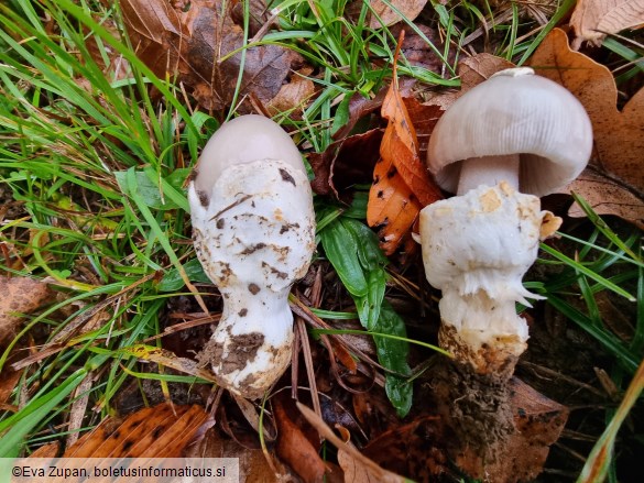 Amanita simulans