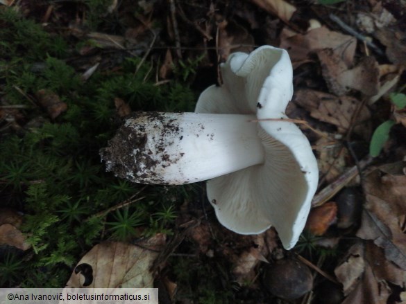 Tricholoma columbetta