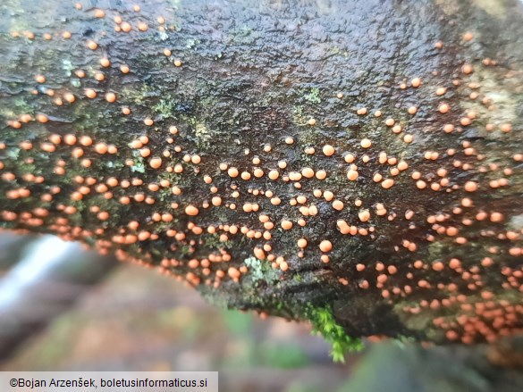 Nectria cinnabarina