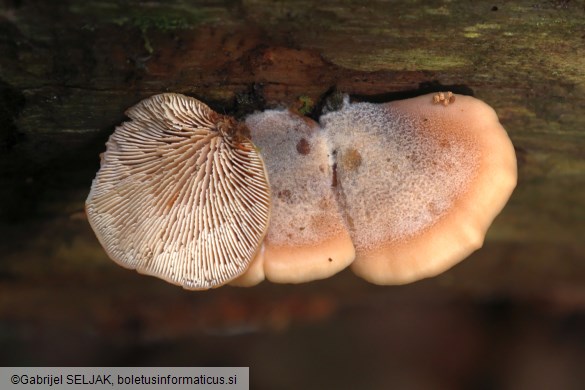 Lentinellus ursinus
