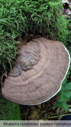 Ganoderma applanatum