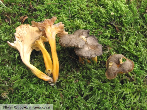 Cantharellus lutescens