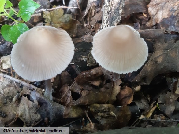 Mycena cinereopileata