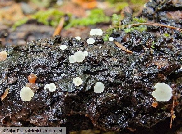 Hymenoscyphus imberbis