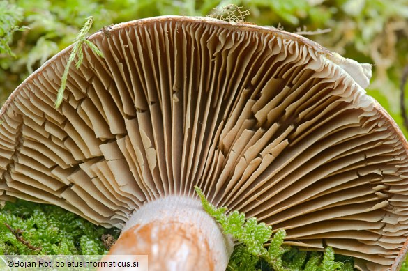 Cortinarius rufo-olivaceus