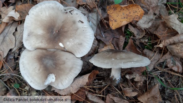 Clitocybe nebularis