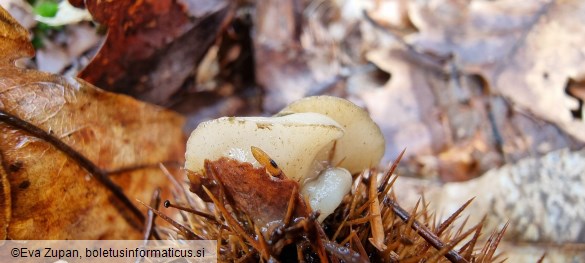 Cudoniella tenuispora