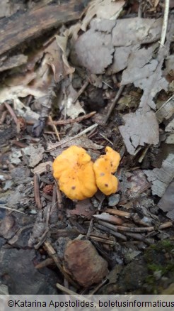 Cantharellus friesii