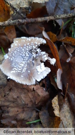 Amanita pantherina