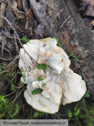 Abortiporus biennis