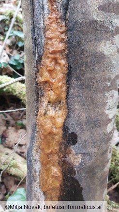 Fusicolla merismoides