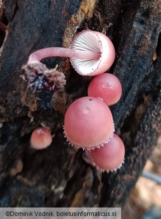 Mycena haematopus