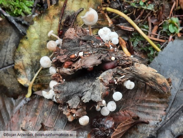 Collybia tuberosa