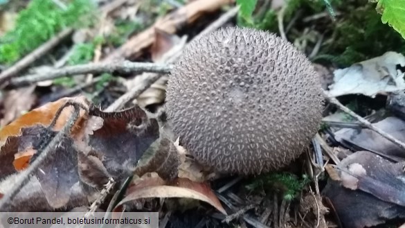 Lycoperdon umbrinum