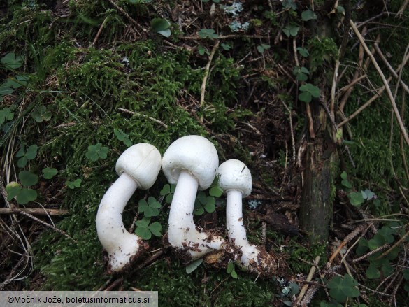 Agaricus sylvicola