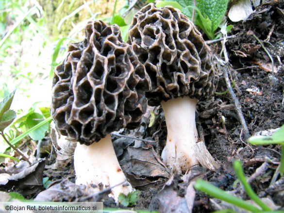 Morchella esculenta var. umbrina