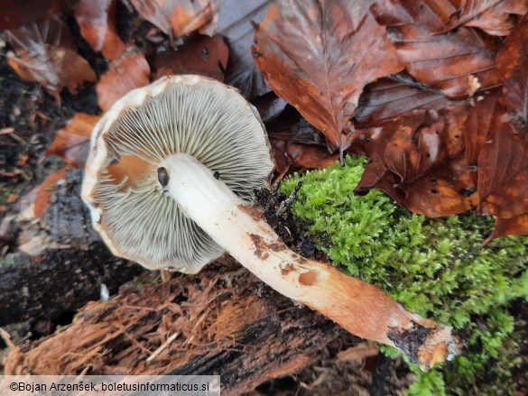 Hypholoma lateritium