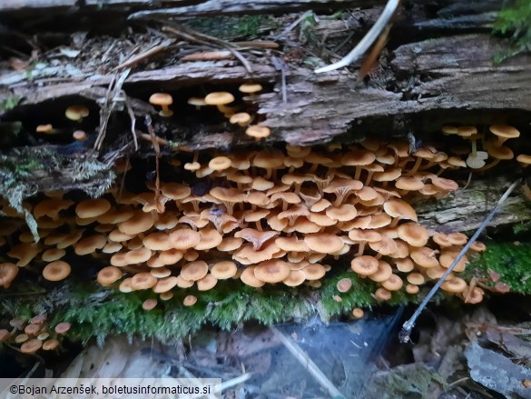 Xeromphalina campanella